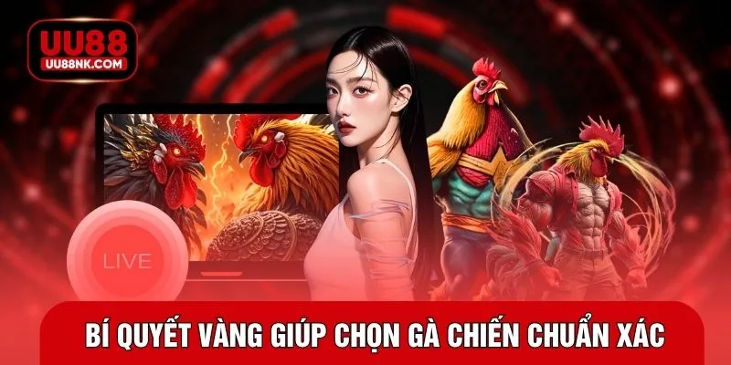 Bí quyết vàng giúp chọn gà chiến chuẩn xác
